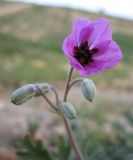 Erodium crassifolium