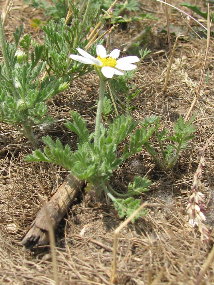 Image of Anthemis ruthenica specimen.