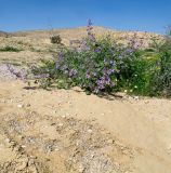 Malva sylvestris