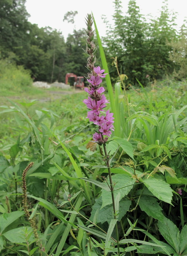 Изображение особи Lythrum salicaria.