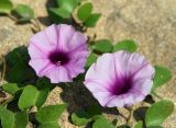 Ipomoea pes-caprae