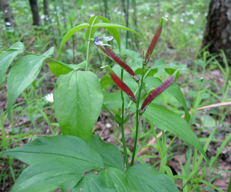 Изображение особи Lathyrus vernus.