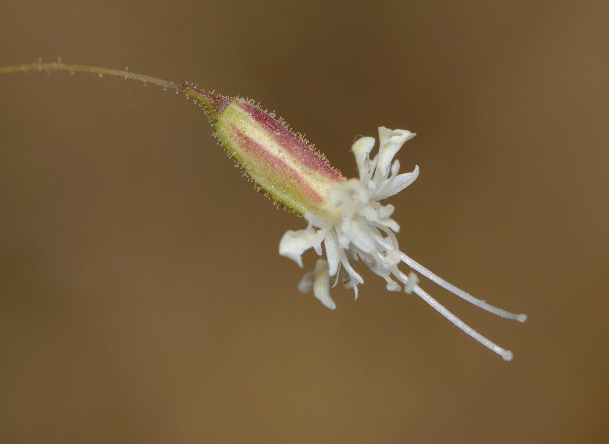 Image of Ankyropetalum gypsophiloides specimen.