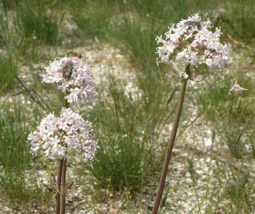 Image of Valeriana tuberosa specimen.