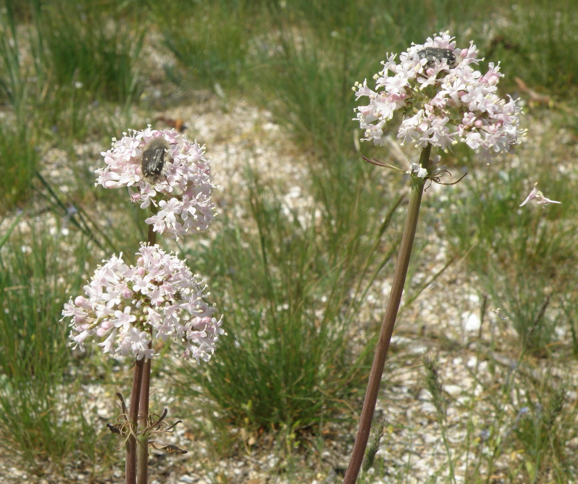 Изображение особи Valeriana tuberosa.