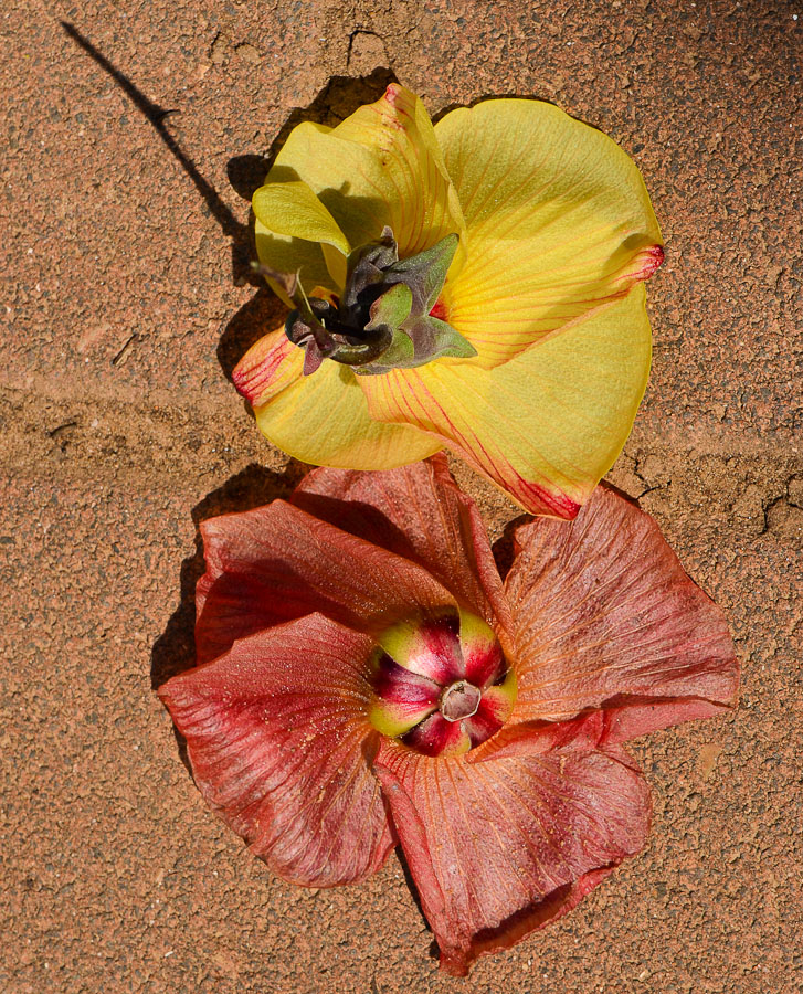 Изображение особи Hibiscus tiliaceus.