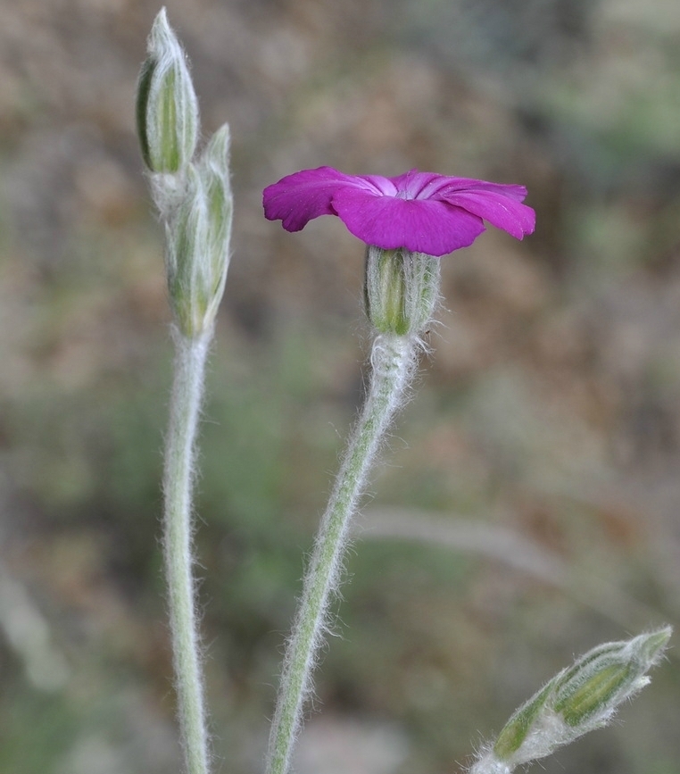 Image of Lychnis coronaria specimen.