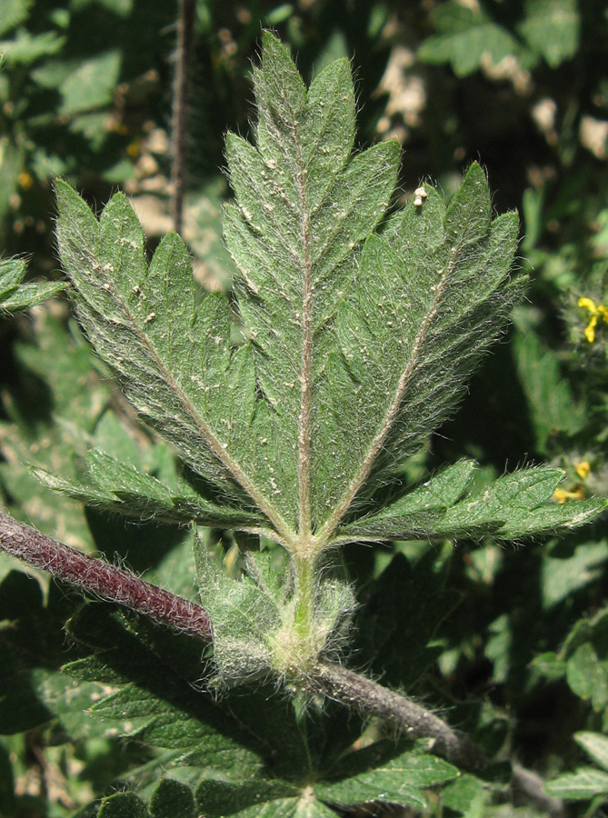 Изображение особи род Potentilla.