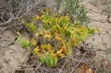 Zygophyllum lehmannianum. Плодоносящее растение в галофитной солянковой пустыне (на заднем плане - карабарак, Halostachys belangeriana). Казахстан, Алматинская обл., Алакольский р-н, 59 км ССЗ пос. Лепсы; северное побережье оз. Балхаш, залив между п-овом Кентубек и м. Коржынтобе, плоская озерная терраса, пухлый солончак. 03.06.2013.
