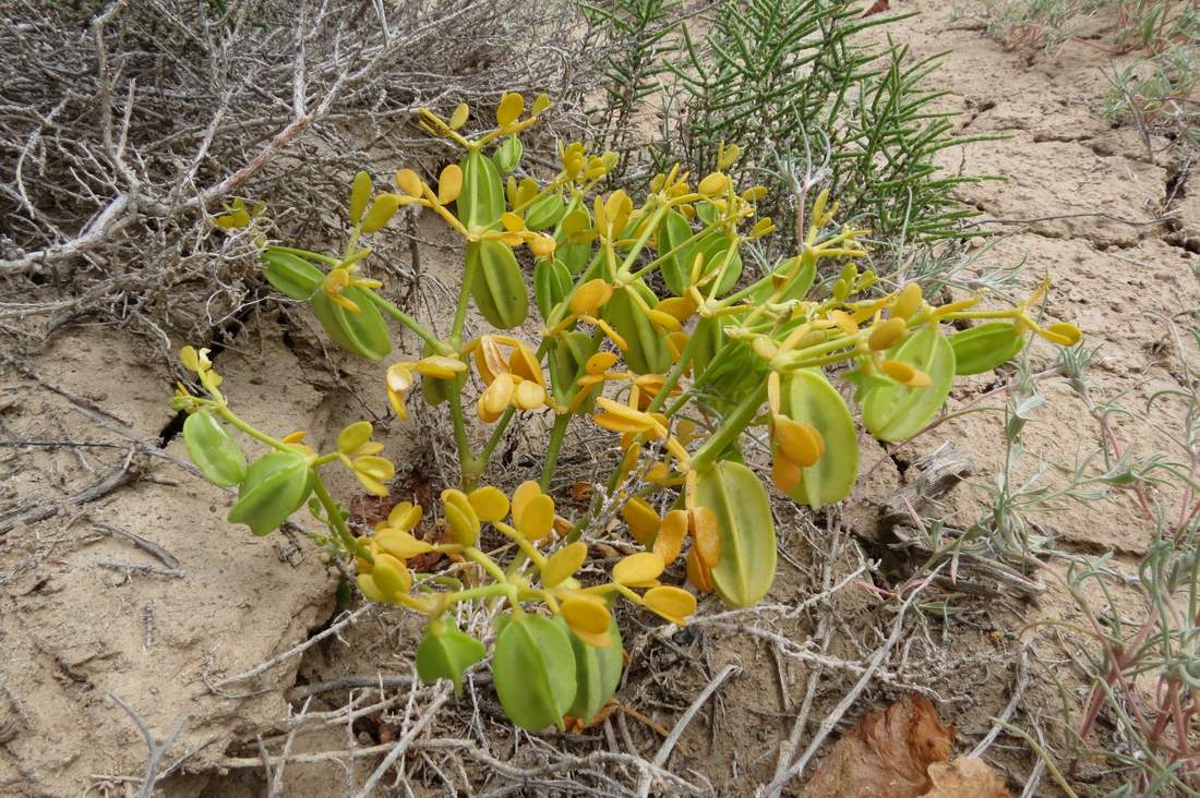 Image of Zygophyllum lehmannianum specimen.