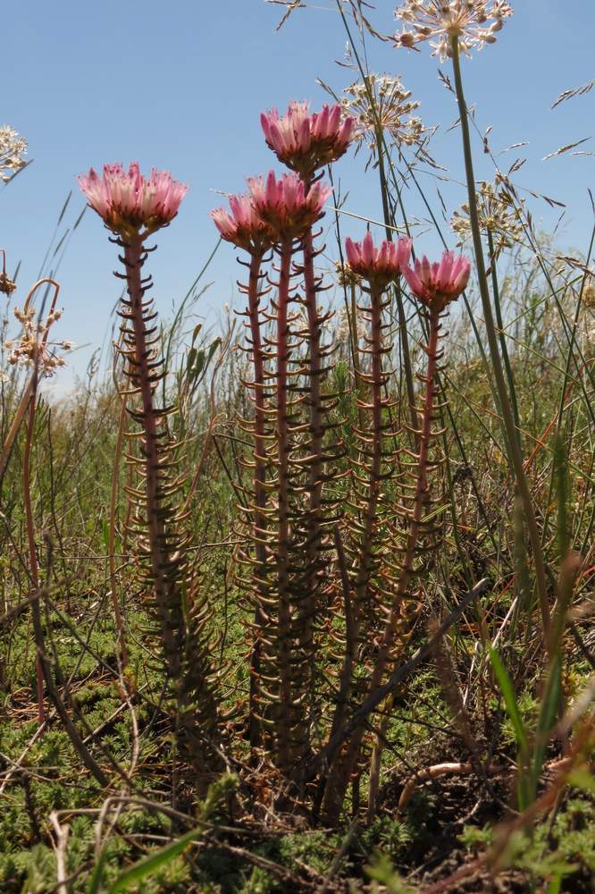 Изображение особи Pseudosedum lievenii.