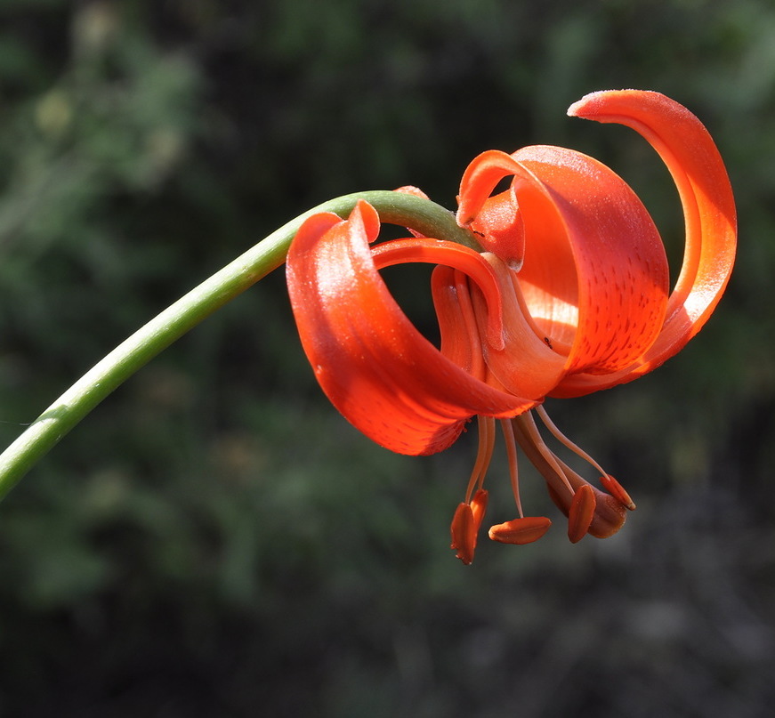 Изображение особи Lilium chalcedonicum.