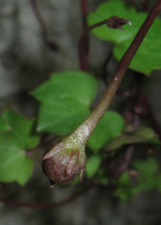 Изображение особи Cymbalaria muralis.