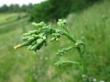 Lactuca serriola