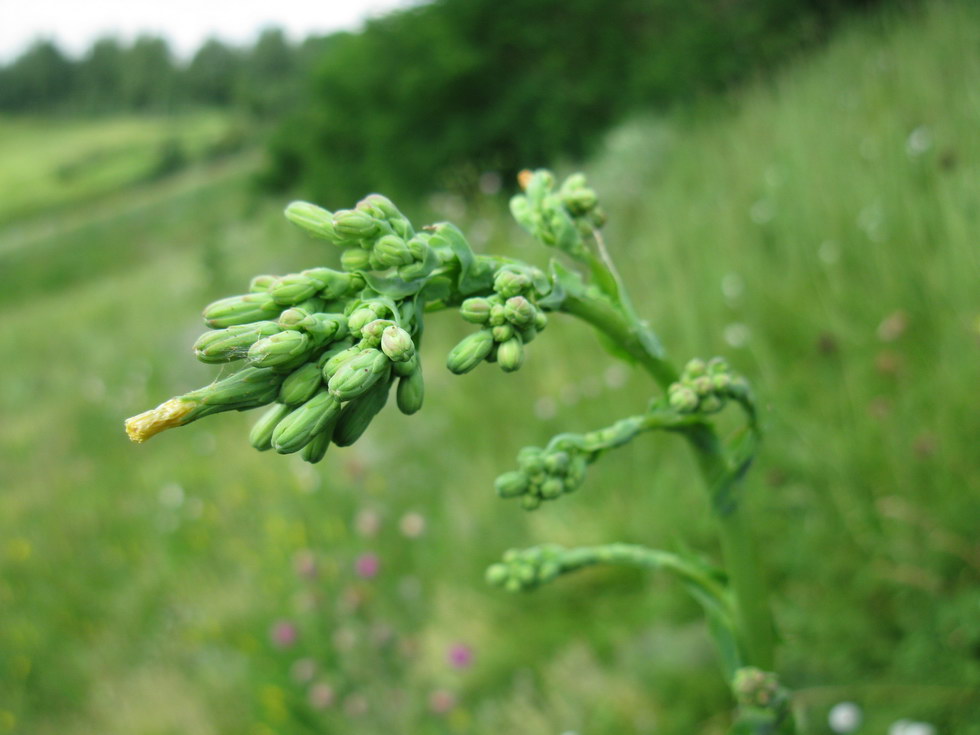 Изображение особи Lactuca serriola.