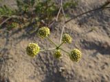 Taeniopetalum obtusifolium