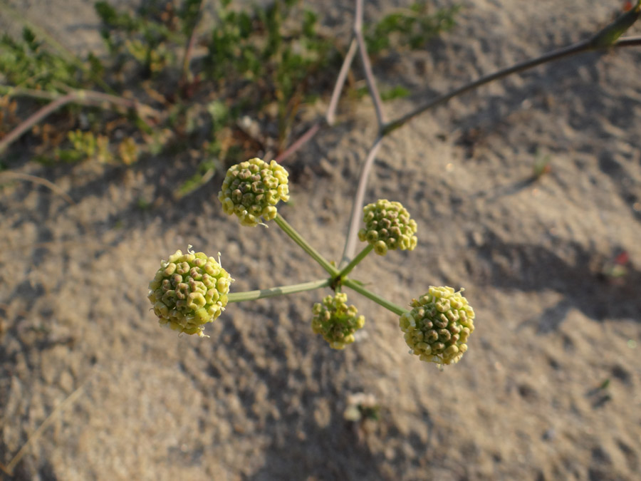 Изображение особи Taeniopetalum obtusifolium.