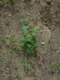 Fallopia convolvulus. Цветущее растение. Камчатский край, Елизовский р-н, окр. г. Петропавловск-Камчатский, долина р. Авачи, рудеральное местообитание. 25.07.2013.