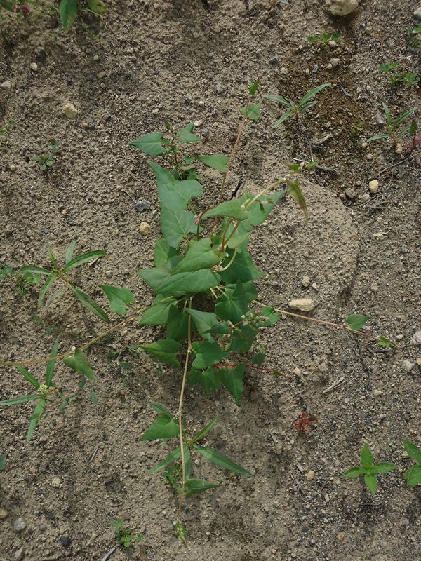 Image of Fallopia convolvulus specimen.