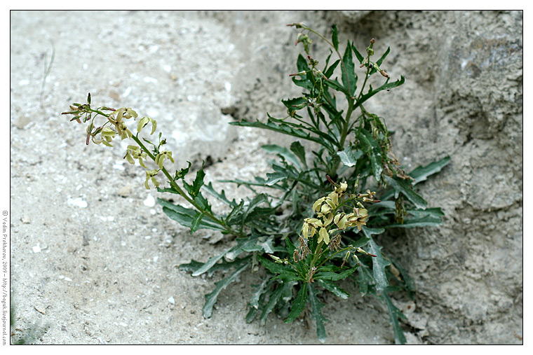 Image of Matthiola fragrans specimen.