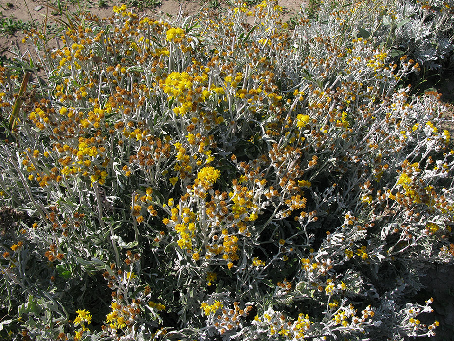 Изображение особи Senecio cineraria.