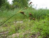 Bolboschoenus maritimus. Верхняя часть генеративного побега. Костромская обл., Кадыйский р-н, окр. с. Завражье, пойма р. Нёмда (Горьковское вдхр.). 22.07.2013.