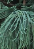 Araucaria heterophylla. Побеги. Крым, пос. Алупка, Зимний сад Воронцовского дворца. 1 августа 2013 г.