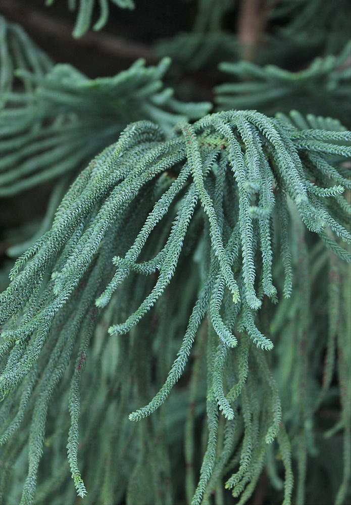 Изображение особи Araucaria heterophylla.