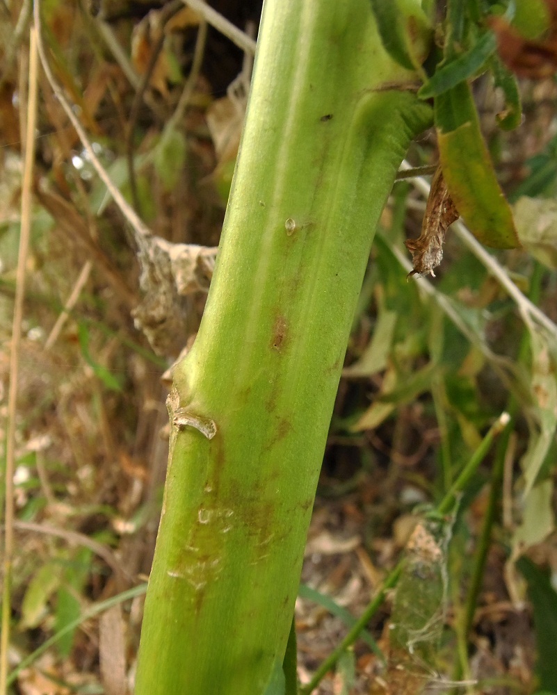 Image of Tripolium pannonicum specimen.