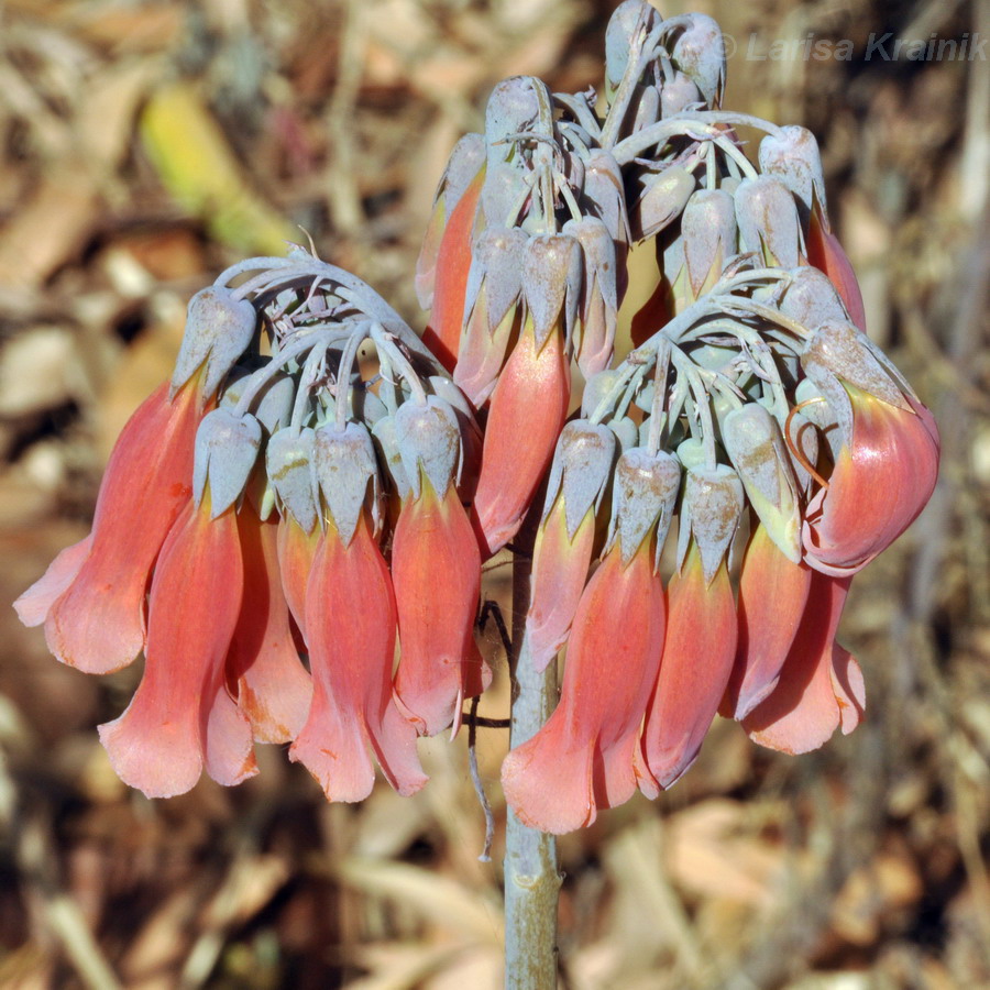 Image of Kalanchoe tubiflora specimen.