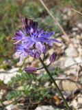 Image of taxon representative. Author is Татьяна Винокурова