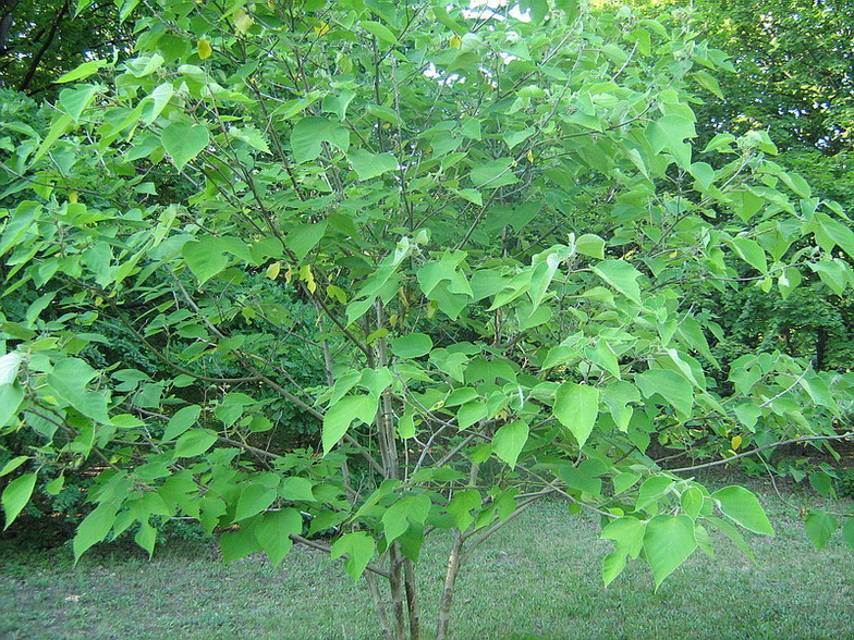 Image of Broussonetia papyrifera specimen.