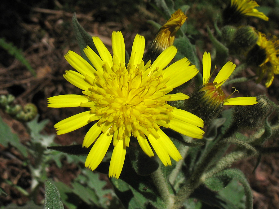 Image of Andryala pinnatifida specimen.