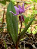 Erythronium sulevii