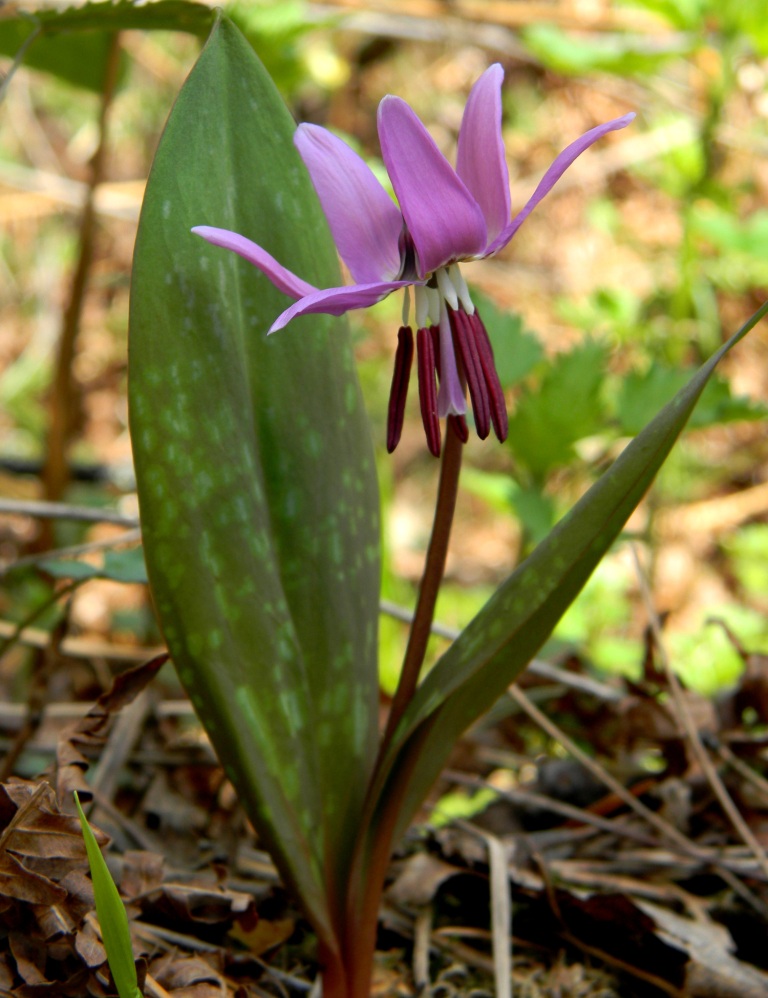 Изображение особи Erythronium sulevii.