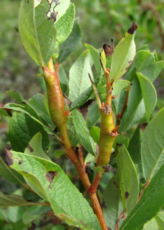 Image of Salix starkeana specimen.