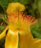 Hypericum ascyron