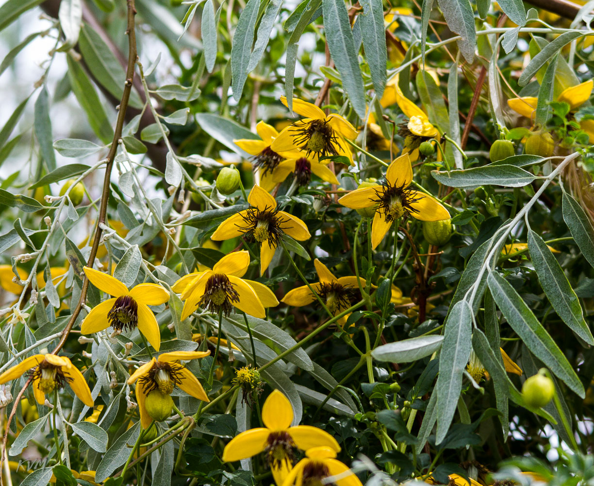 Image of Clematis orientalis specimen.