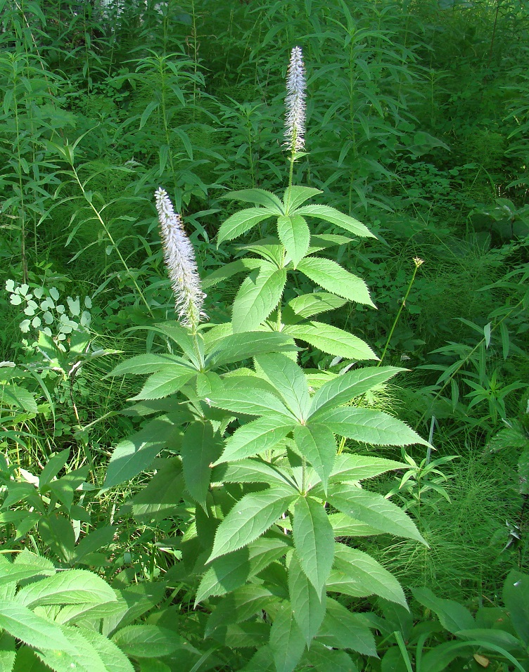 Image of Veronicastrum sibiricum specimen.