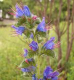 Echium vulgare