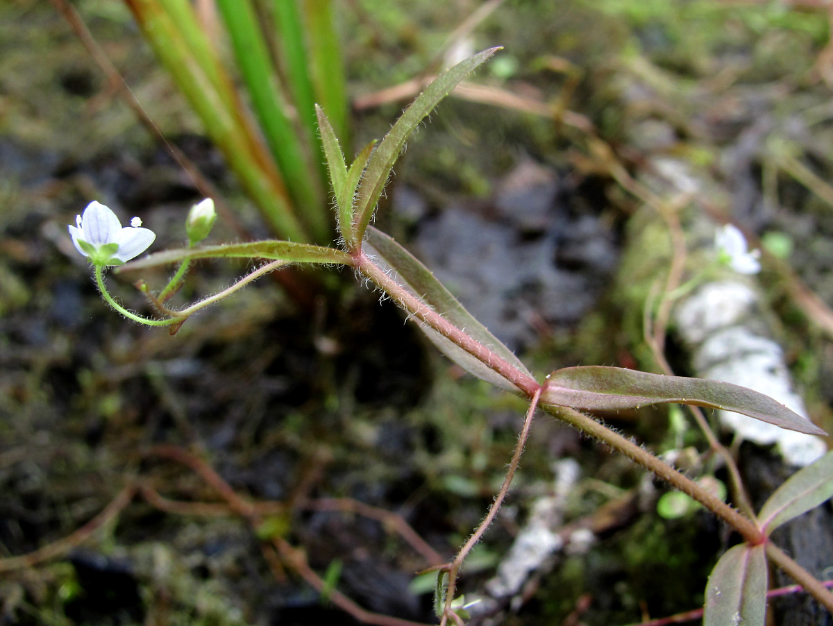 Image of Veronica scutellata specimen.