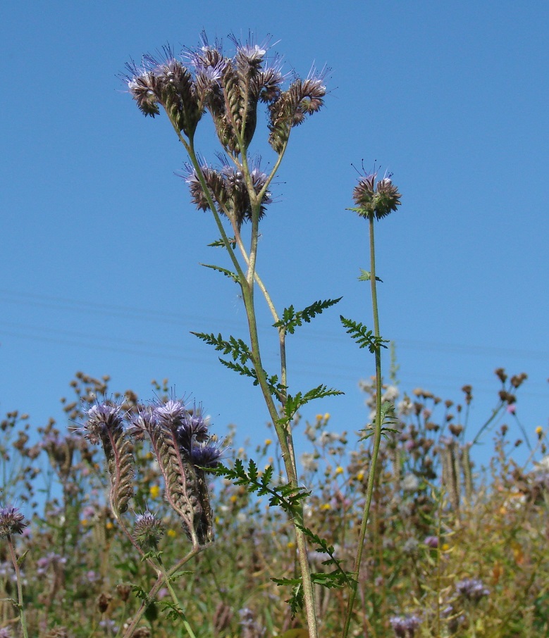 Изображение особи Phacelia tanacetifolia.