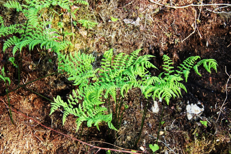 Image of Diplazium sibiricum specimen.