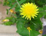 Sonchus oleraceus. Соцветие. Израиль, г. Беэр-Шева, сорняк возле подъезда жилого дома. 03.03.2014.