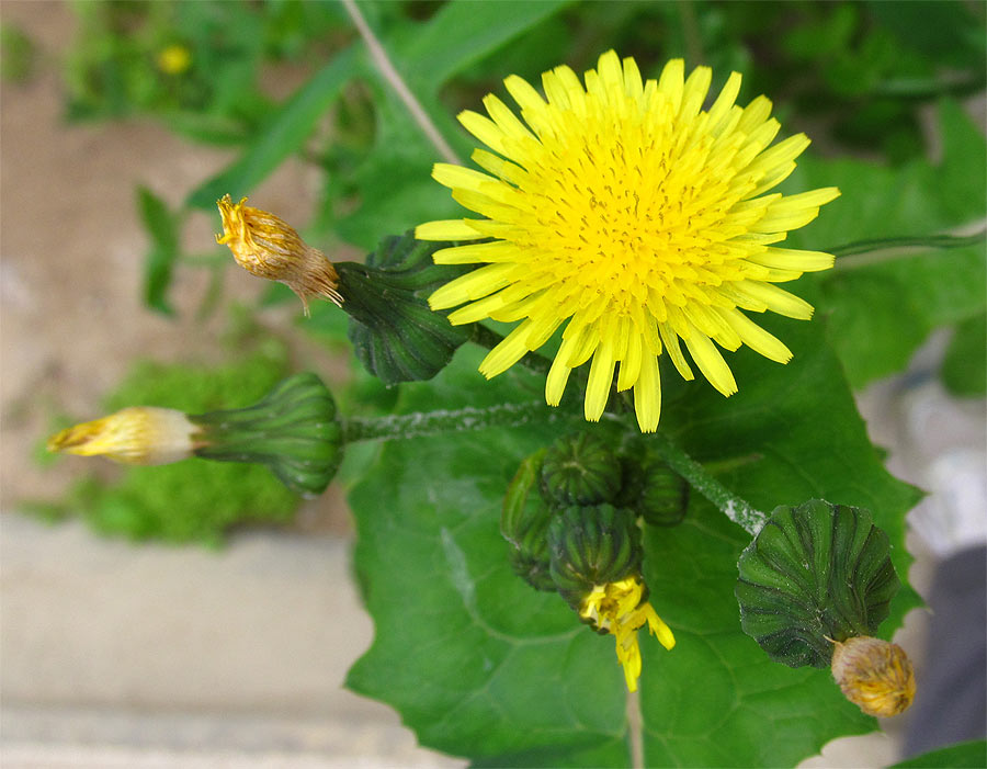 Изображение особи Sonchus oleraceus.