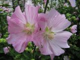 Malva thuringiaca