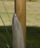 Cortaderia selloana. Средняя часть прошлогоднего побега. Германия, г. Дюссельдорф, Ботанический сад университета. 02.03.2014.