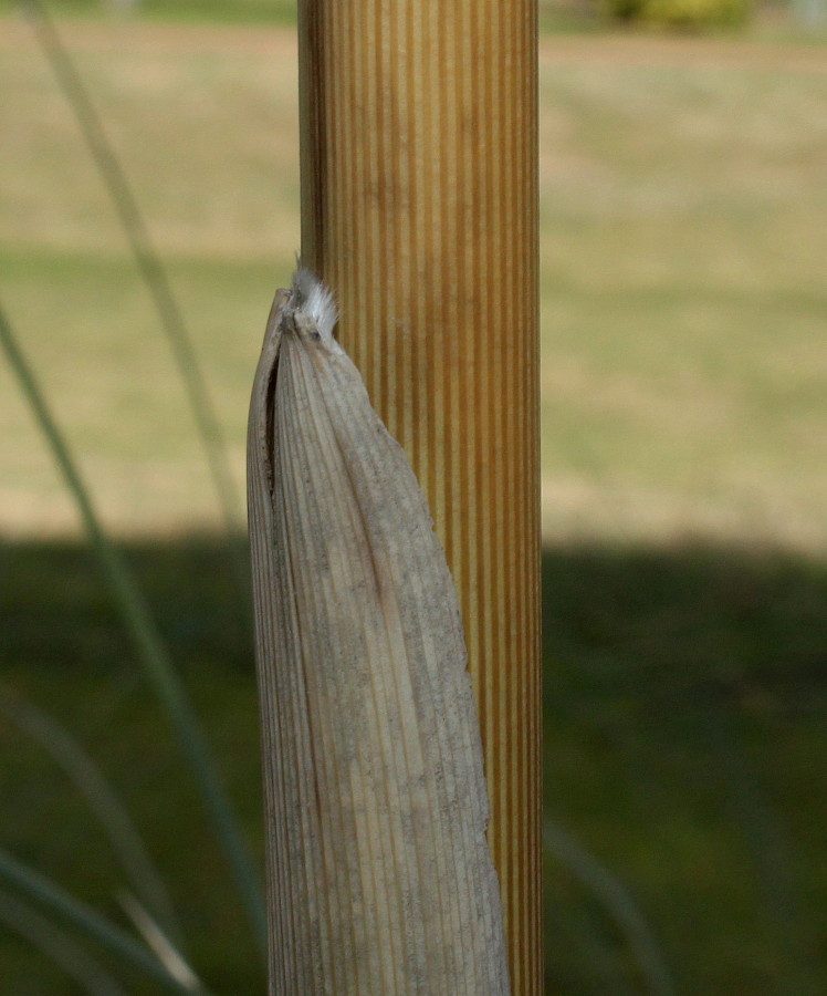 Изображение особи Cortaderia selloana.