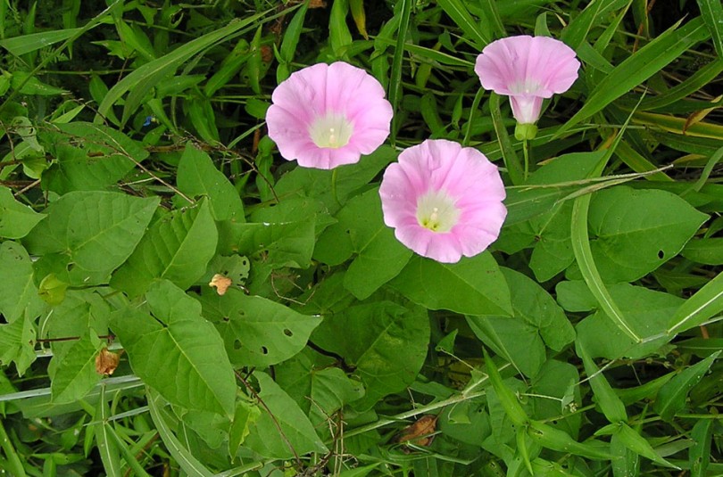 Image of Calystegia inflata specimen.