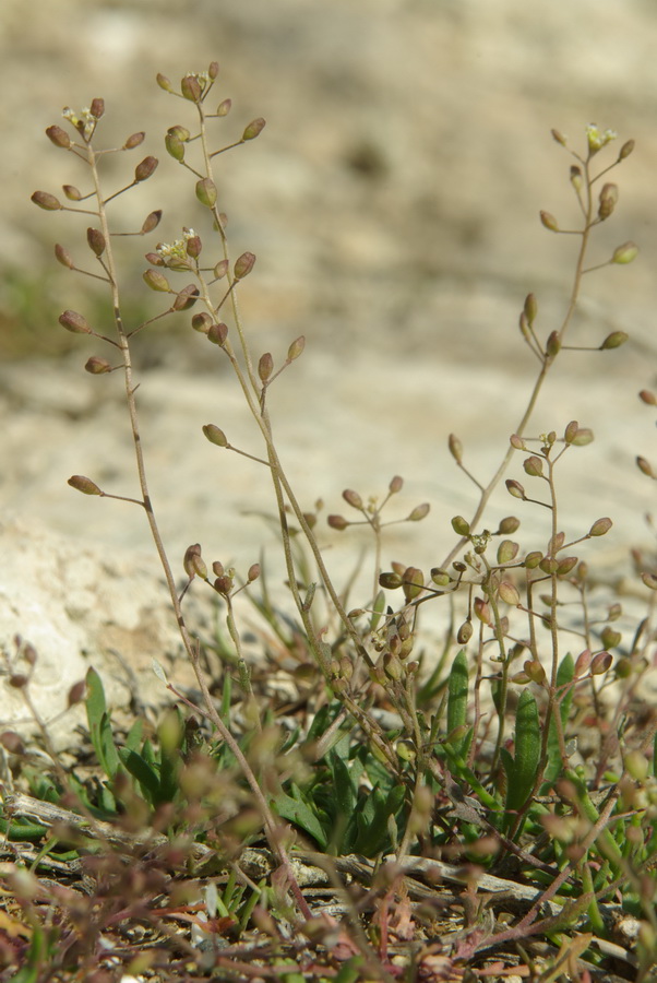 Изображение особи Hymenolobus procumbens.